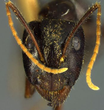 Media type: image; Entomology 21477   Aspect: head frontal view